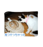 飼い猫 ちぃとたく（個別スタンプ：13）