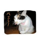 飼い猫 ちぃとたく（個別スタンプ：14）