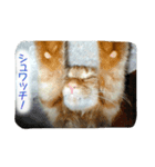 飼い猫 ちぃとたく（個別スタンプ：15）