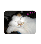 飼い猫 ちぃとたく（個別スタンプ：16）