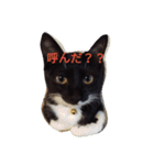靴下ねこ るー（個別スタンプ：1）
