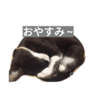 靴下ねこ るー（個別スタンプ：3）