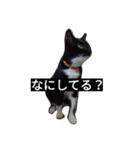 靴下ねこ るー（個別スタンプ：4）