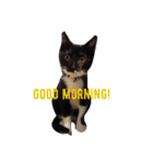靴下ねこ るー（個別スタンプ：9）