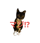 靴下ねこ るー（個別スタンプ：11）
