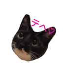 靴下ねこ るー（個別スタンプ：12）