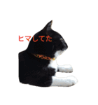 靴下ねこ るー（個別スタンプ：14）