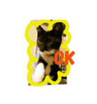 靴下ねこ るー（個別スタンプ：15）