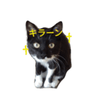 靴下ねこ るー（個別スタンプ：17）
