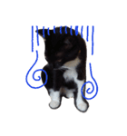 靴下ねこ るー（個別スタンプ：18）