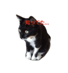 靴下ねこ るー（個別スタンプ：19）