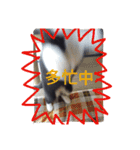 靴下ねこ るー（個別スタンプ：20）