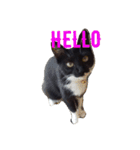 靴下ねこ るー（個別スタンプ：21）