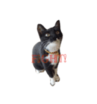 靴下ねこ るー（個別スタンプ：22）