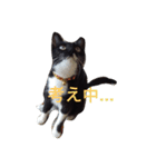 靴下ねこ るー（個別スタンプ：23）