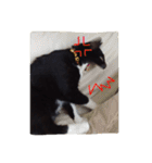 靴下ねこ るー（個別スタンプ：24）