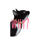 靴下ねこ るー（個別スタンプ：25）