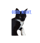 靴下ねこ るー（個別スタンプ：26）