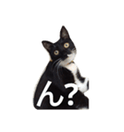靴下ねこ るー（個別スタンプ：27）