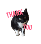 靴下ねこ るー（個別スタンプ：30）