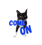 靴下ねこ るー（個別スタンプ：31）