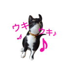 靴下ねこ るー（個別スタンプ：32）