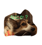 金ちゃんスタンプ①（個別スタンプ：6）