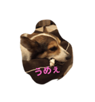 金ちゃんスタンプ①（個別スタンプ：7）