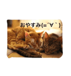 ねこねこ商店（個別スタンプ：1）