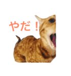ねこねこ商店（個別スタンプ：2）