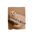 ねこねこ商店（個別スタンプ：3）