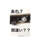 ねこねこ商店（個別スタンプ：4）