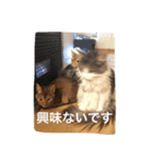 ねこねこ商店（個別スタンプ：5）