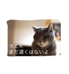 ねこねこ商店（個別スタンプ：6）