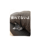 ねこねこ商店（個別スタンプ：8）
