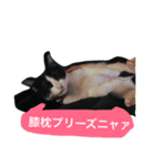 眠い時につかえる、猫のハナちゃんスタンプ（個別スタンプ：3）