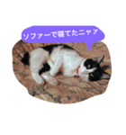 眠い時につかえる、猫のハナちゃんスタンプ（個別スタンプ：6）
