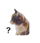 三毛猫ミケちゃん（個別スタンプ：1）