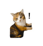 三毛猫ミケちゃん（個別スタンプ：2）