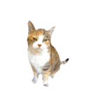 三毛猫ミケちゃん（個別スタンプ：3）