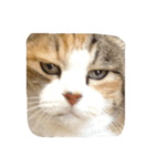 三毛猫ミケちゃん（個別スタンプ：5）