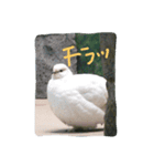 可愛いライチョウ（個別スタンプ：2）