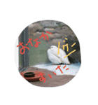 可愛いライチョウ（個別スタンプ：5）