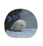 可愛いライチョウ（個別スタンプ：7）