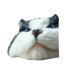 ねこーずいち（個別スタンプ：1）