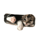 ねこーずいち（個別スタンプ：6）