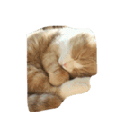 ねこーずいち（個別スタンプ：8）
