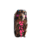 うちのサスケ（個別スタンプ：4）