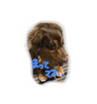 うちのサスケ（個別スタンプ：8）