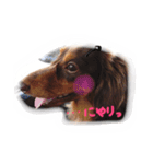うちのサスケ（個別スタンプ：15）